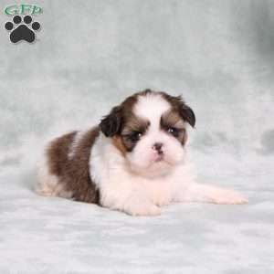 Bella Angel, Shih Tzu Puppy